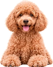 Purebred Poodle