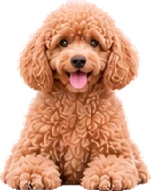 Poodle